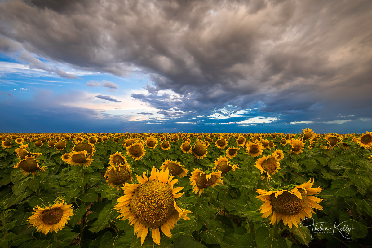 Sunflowers A sunflower field stretches as far as the eye can see in Colorado
