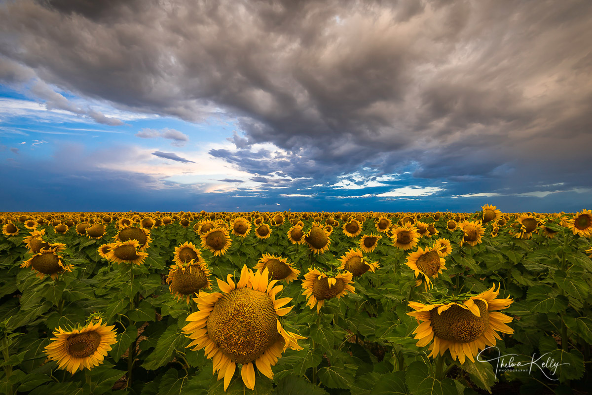 A sunflower field stretches as far as the eye can see in Colorado