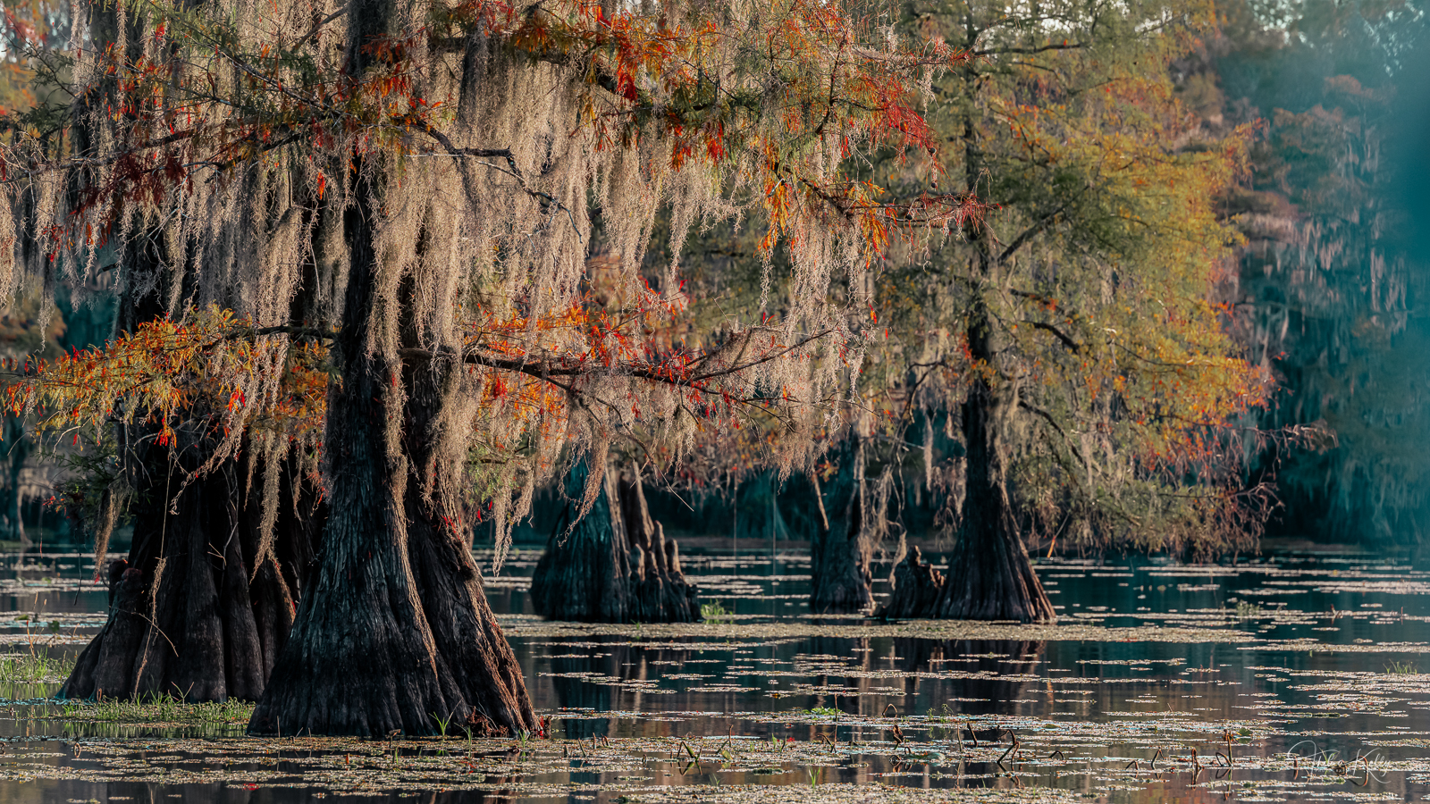 Sunset in the Swamp Warm, golden sunset with cypress trees at Caddo Lake