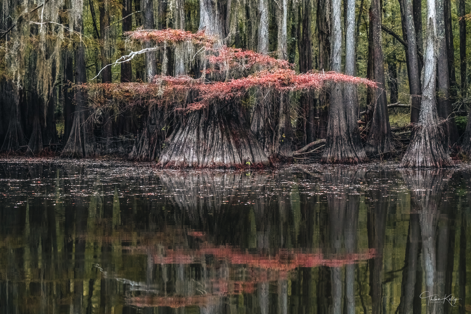 The cypress tree swamp at Caddo Lake in Uncertain Texas