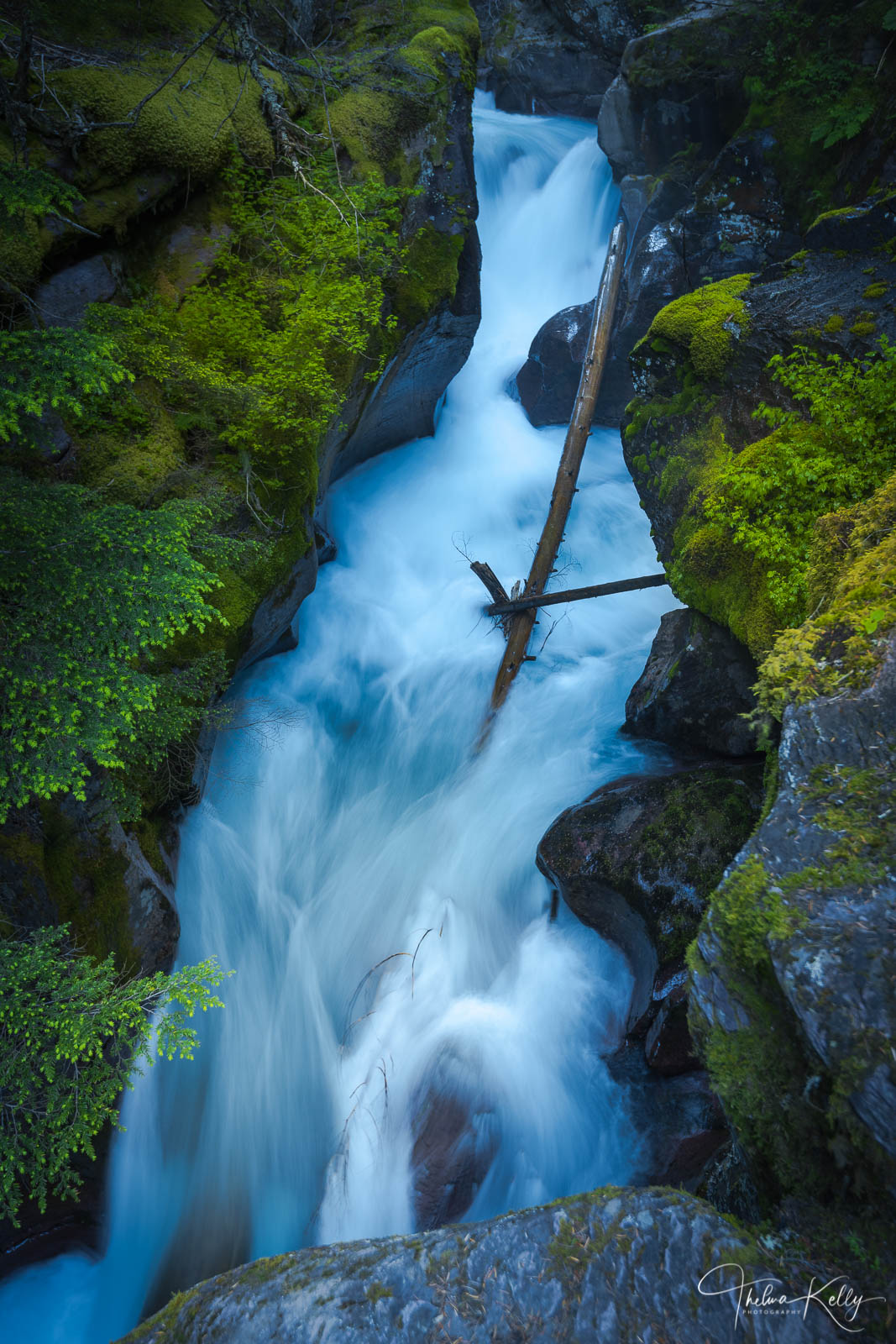 Lush ferns and mosses grow along the forest floor in Avalanche Creek at Glacier National Park. The thick canopy of trees, some...