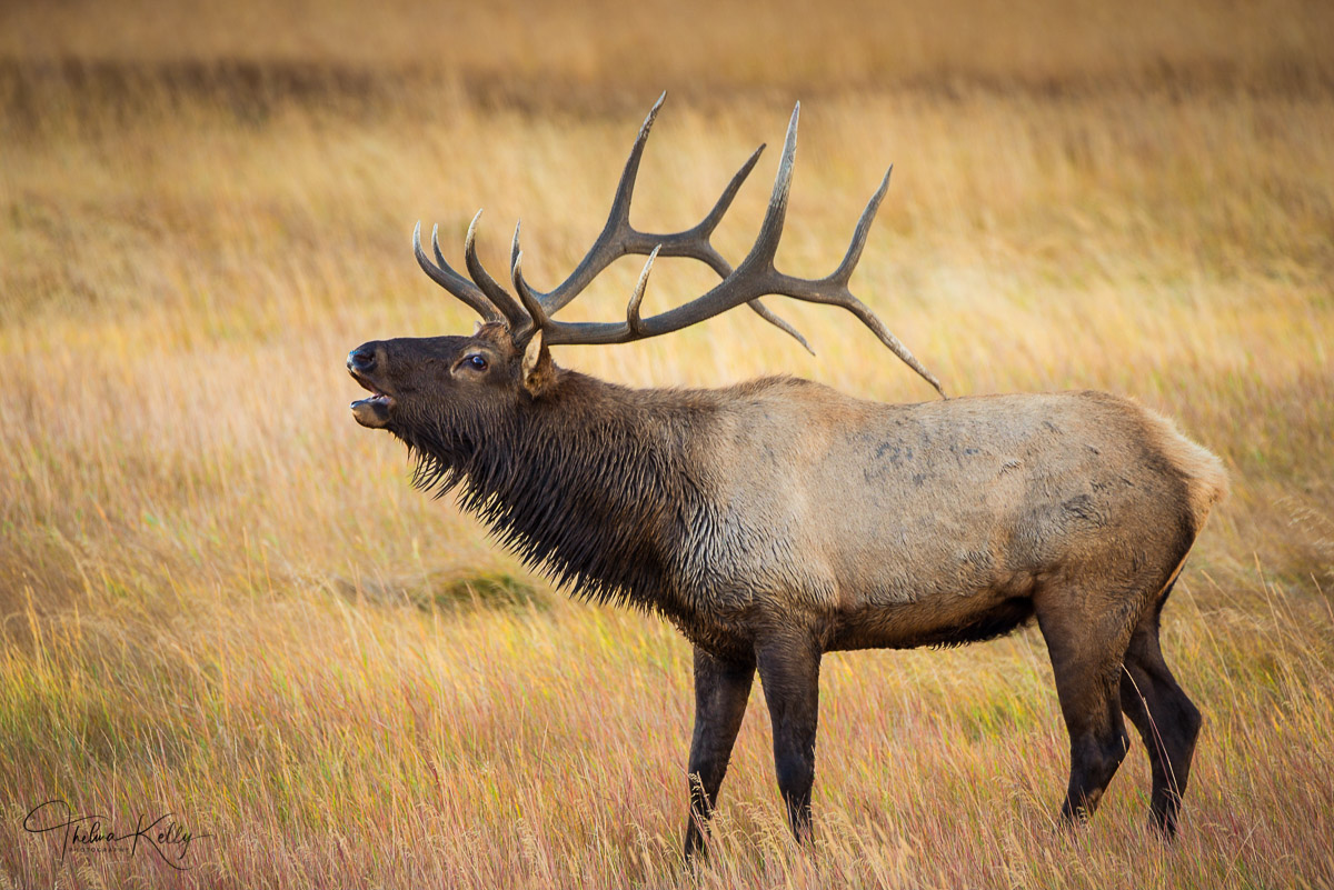 The male elk makes an eerie bugling sound to attract the female elk also known as cows