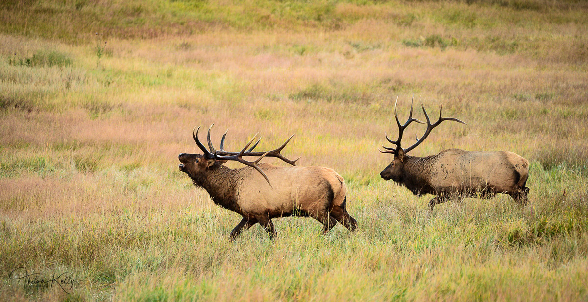 The Chase A male elk successfully chasing away a potential competitor
