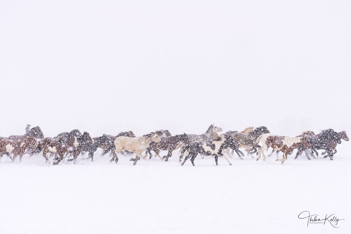 A Limited Edition of 50 Horses running through the snow.  2nd Place Winner of the CPLG Art Show 2020