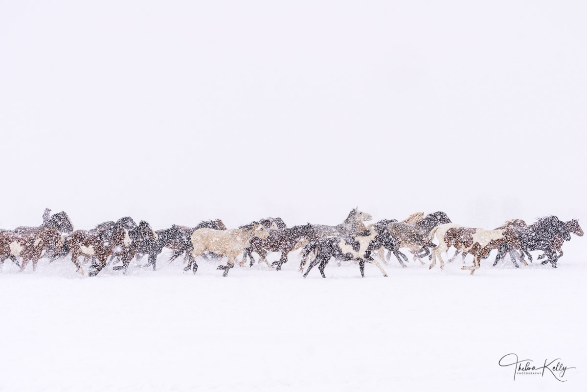 The Long Mile A Limited Edition of 50 Horses running through the snow. 2nd Place Winner of the CPLG Art Show 2020