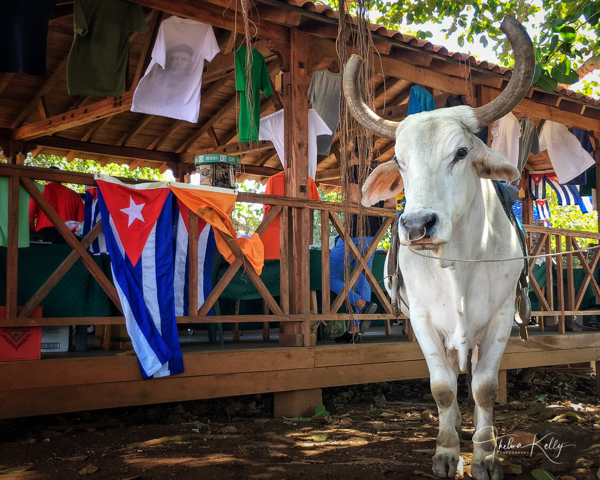 An ox relaxing next to a Cuban flag and  kiosk in Viñales