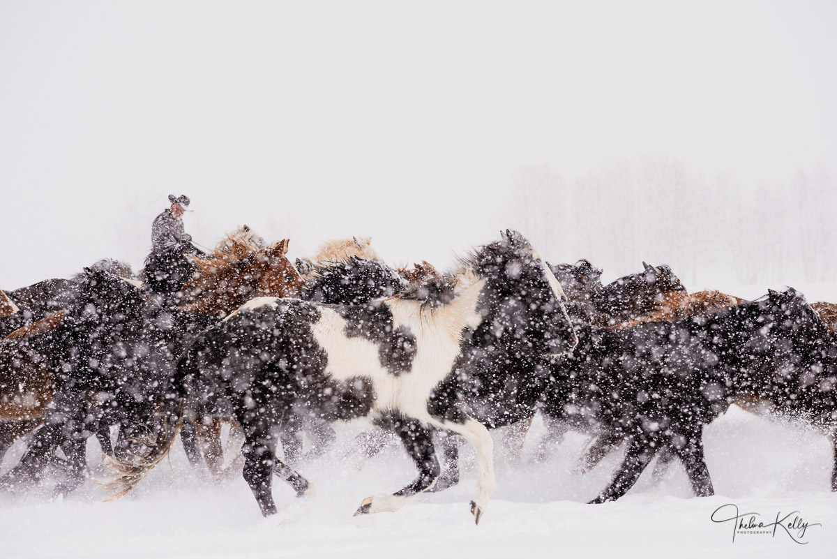 Cowboy keeping a watchful eye on his horses