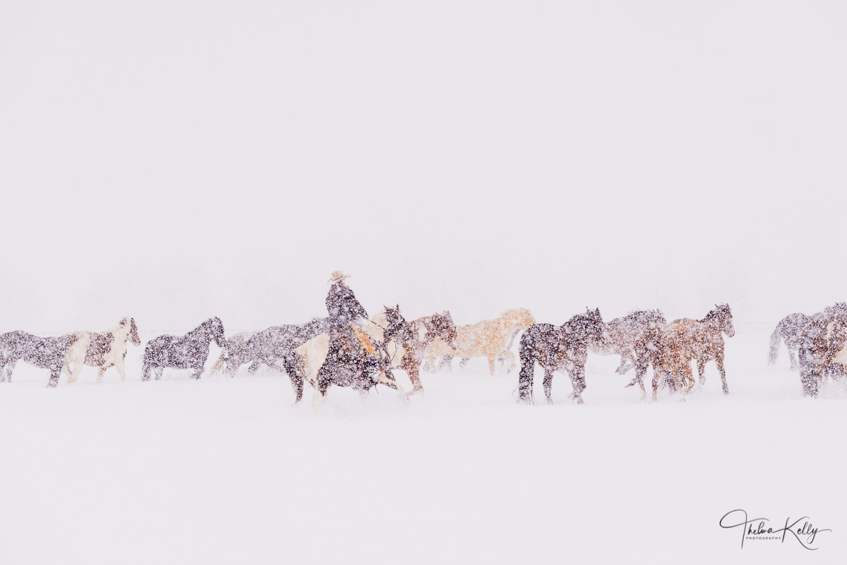 A typical western round up of horses