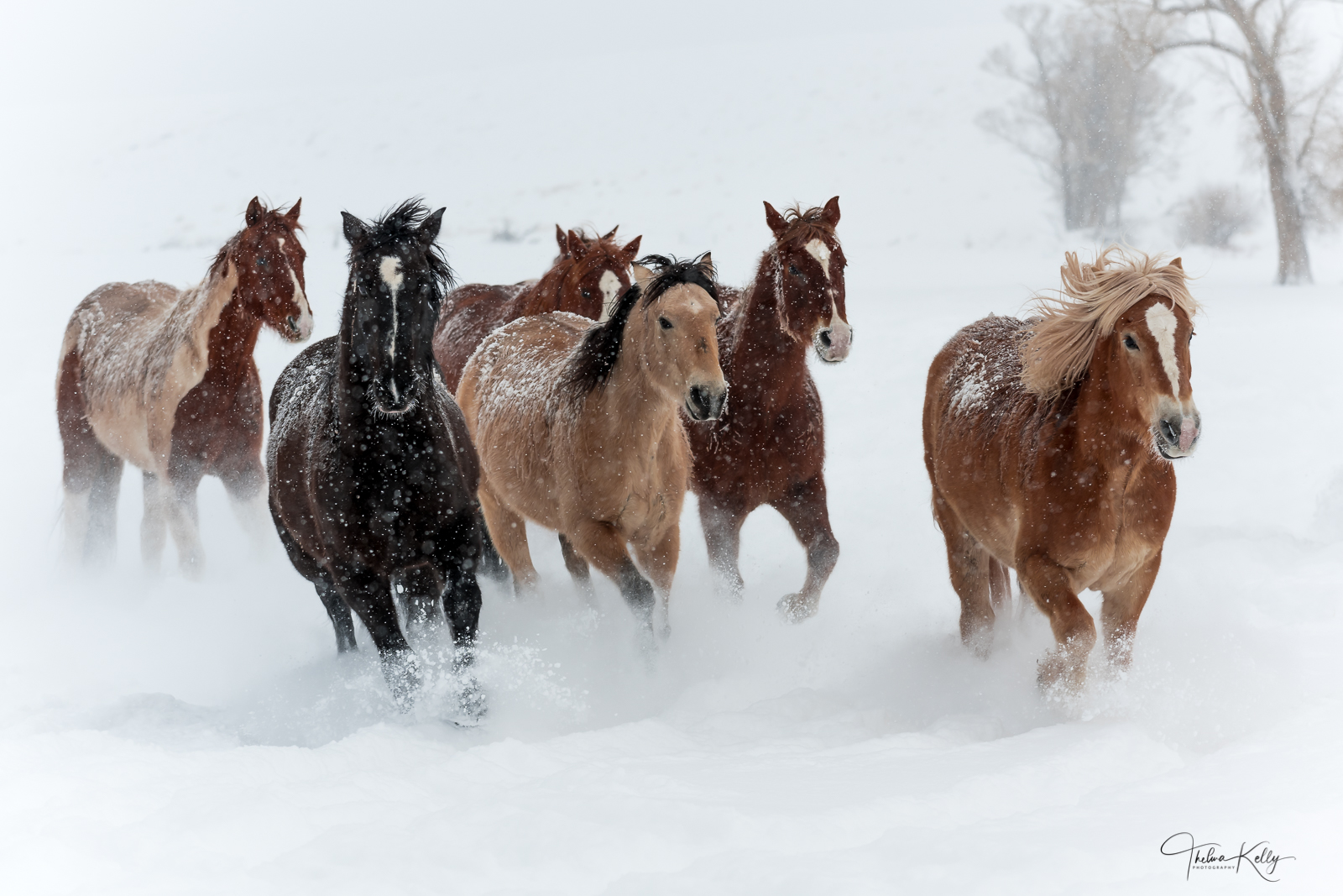 These horses are having the time of their lives racing through fresh powder!